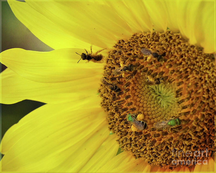 Pollination Photograph by Karen Beasley