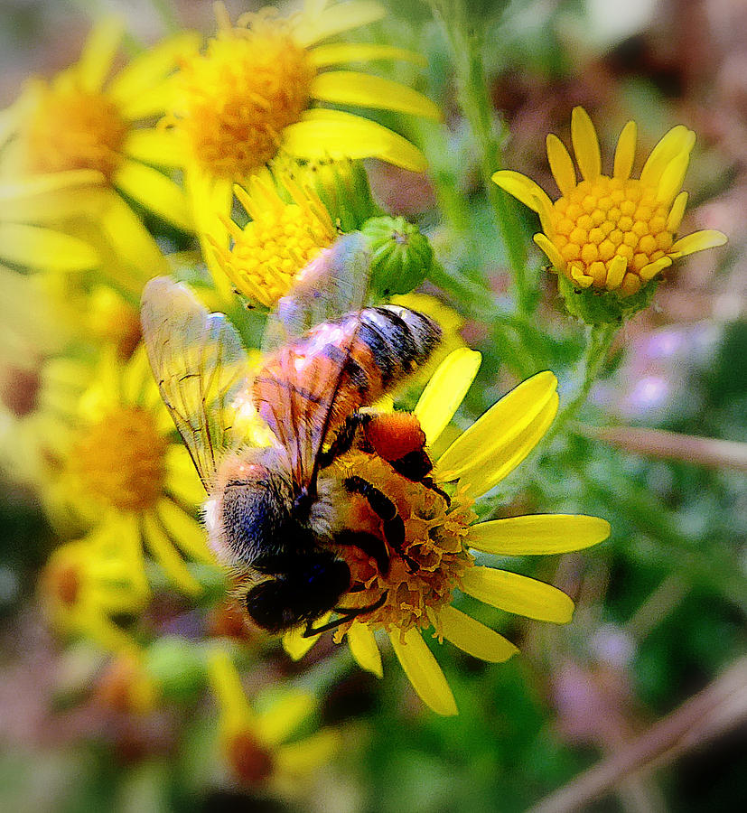 Pollination Photograph by Lori Seaman