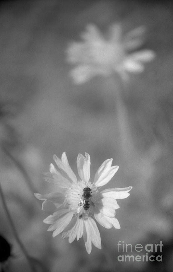 Black And White Photograph - Pollination  by Richard Rizzo