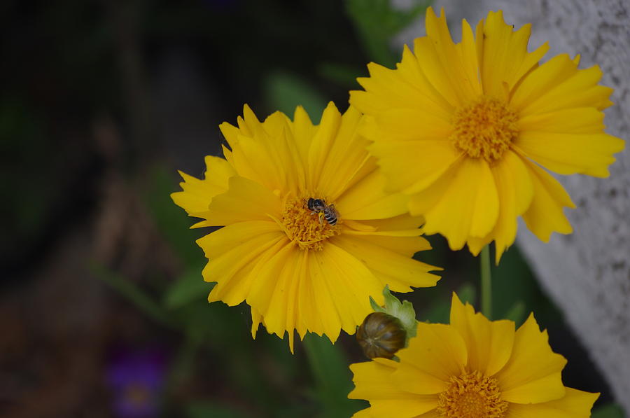 Pollination Series III - Coreopsis Crawl Photograph by April Benamati ...