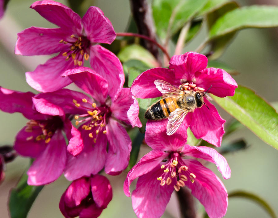 Pollination Photograph by Steve Marler