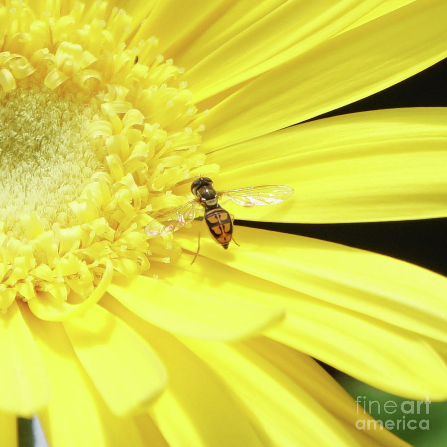 Pollinator and Daisy Photograph by Robert E Alter Reflections of Infinity