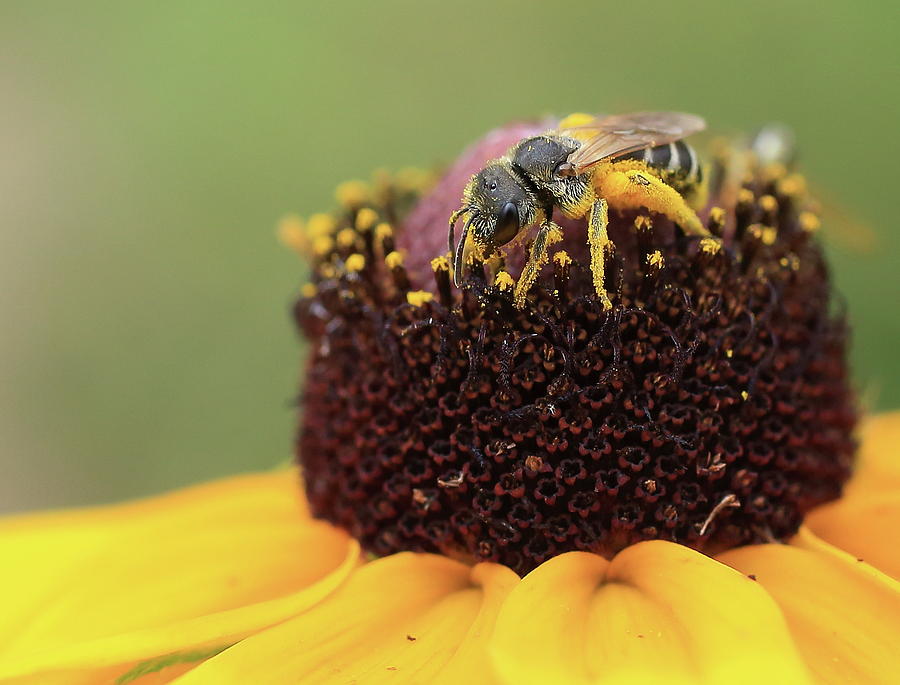 Pollinator at Work Photograph by Bethany Dhunjisha