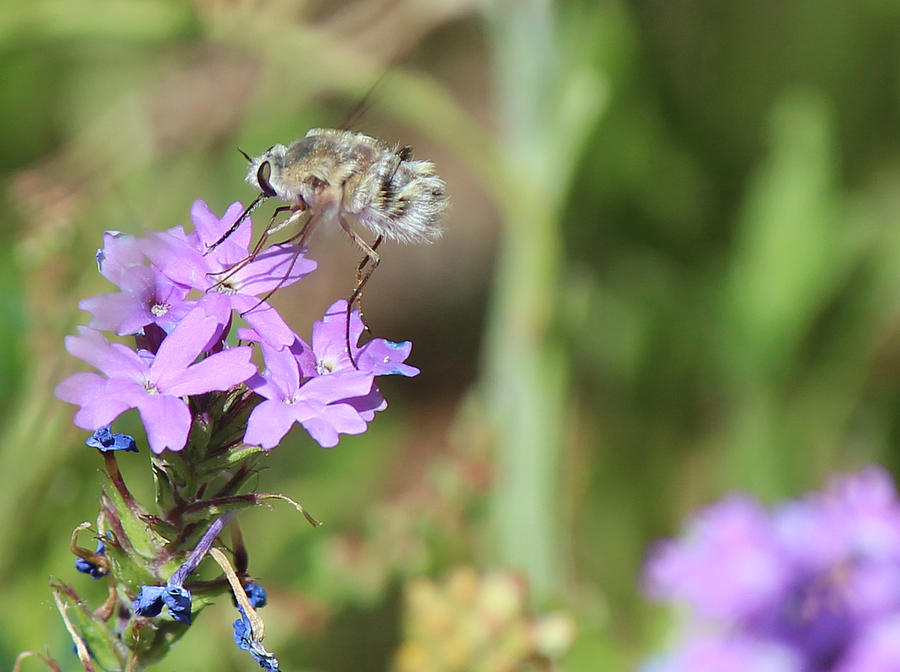 Pollinator Photograph by Lorraine Baum