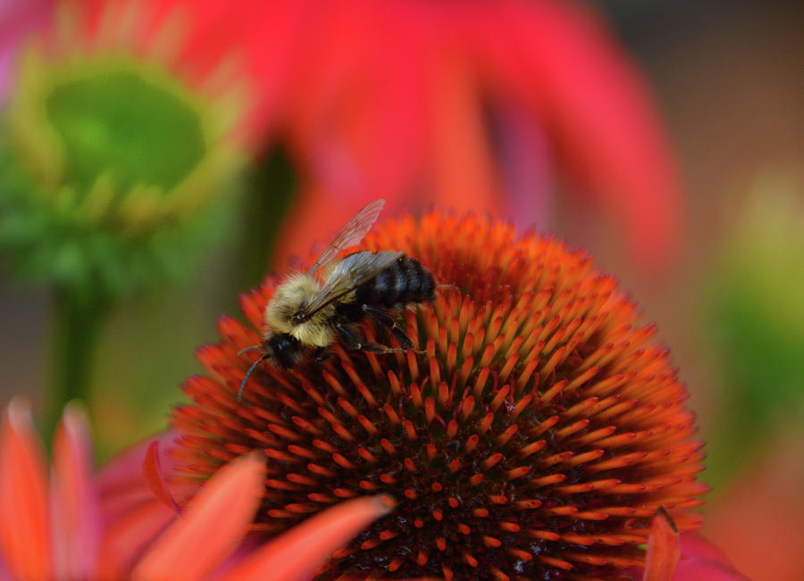 Pollinator Photograph by Mike Martin