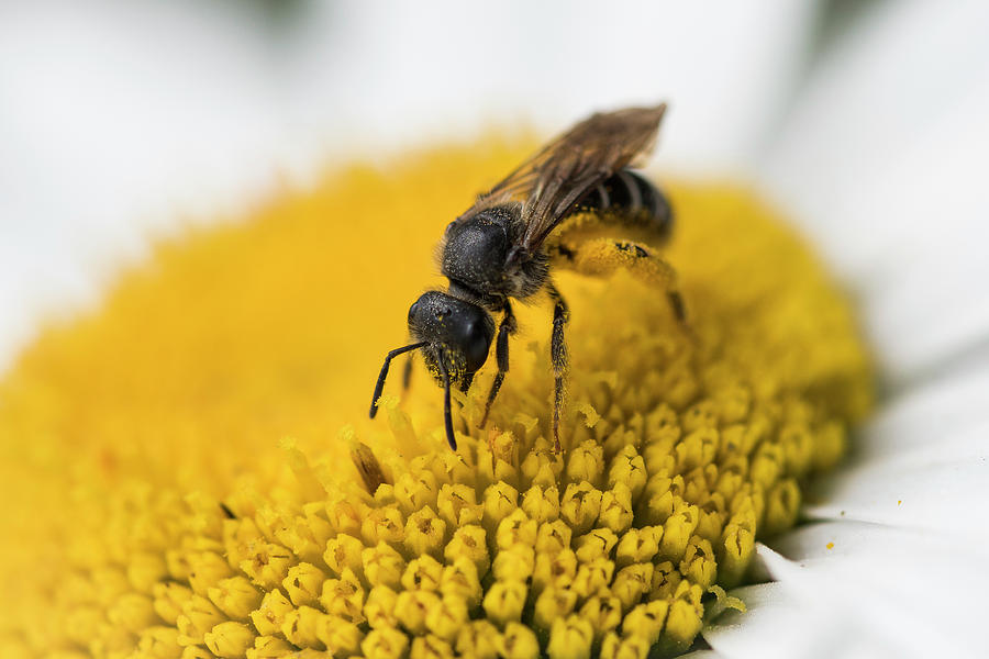 Pollinator Photograph by Robert Potts