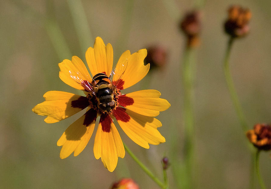 Pollinators are vital Photograph by Leo Miranda - Fine Art America