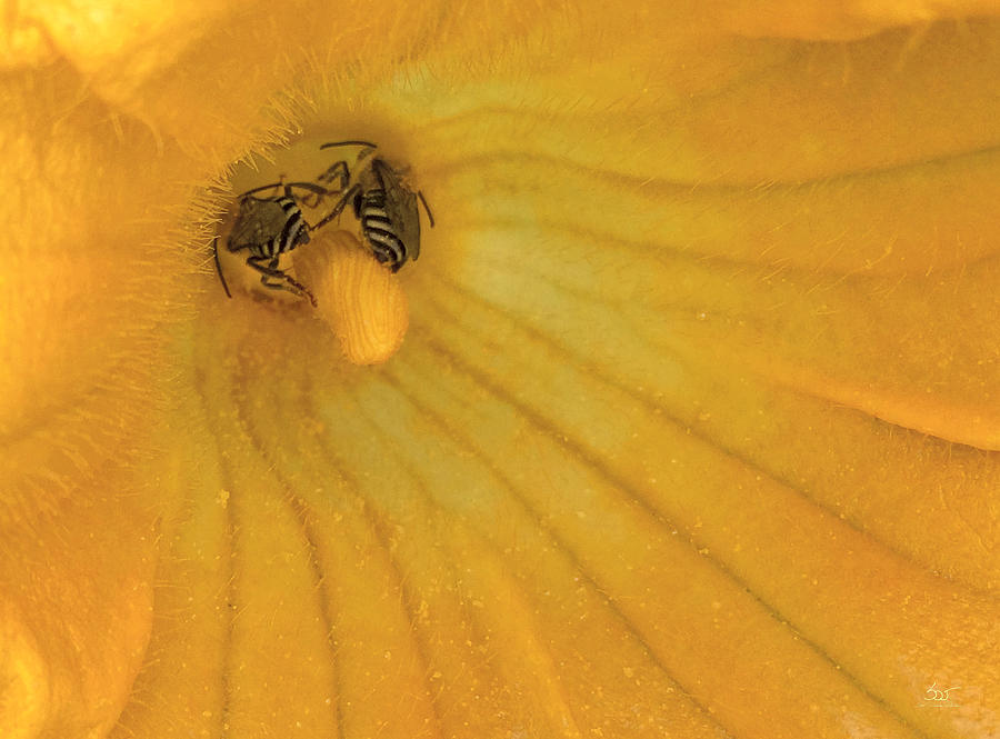Pollinators Photograph by Sam Davis Johnson