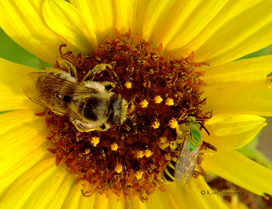 Pollinators Share Bloom Photograph by Kae Cheatham