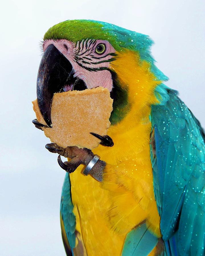Bird Photograph - Polly Wanna Cracker by Karen Wiles