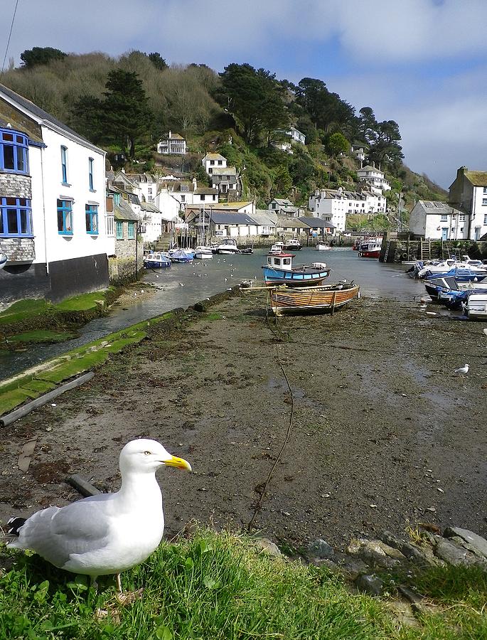 Polperro Harbour Cornwall And Seagull Photograph