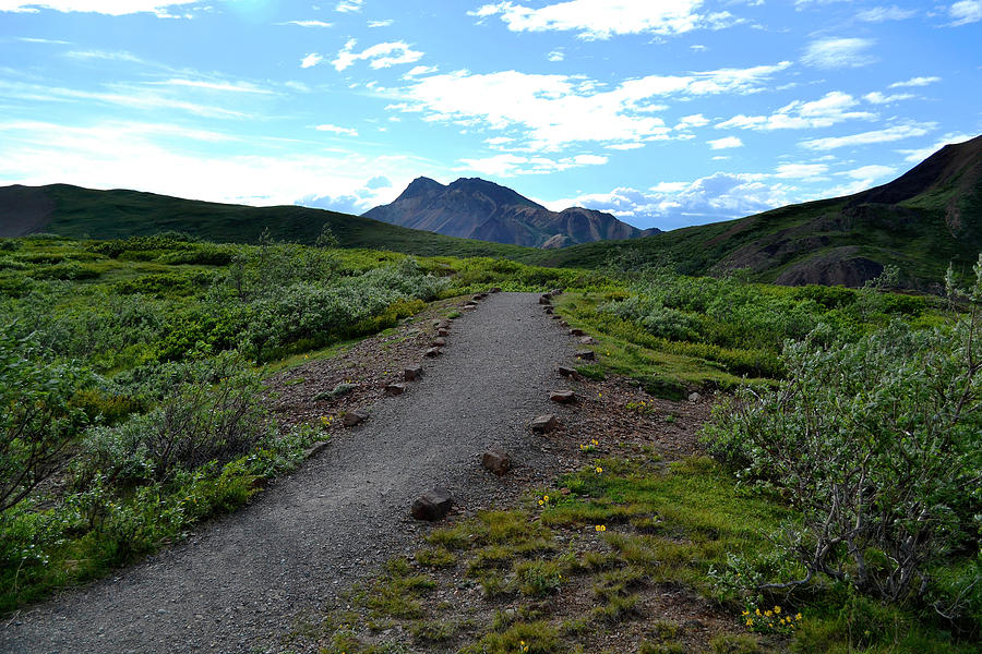Polychrome Pass Trail, Denali Photograph by Zawhaus Photography