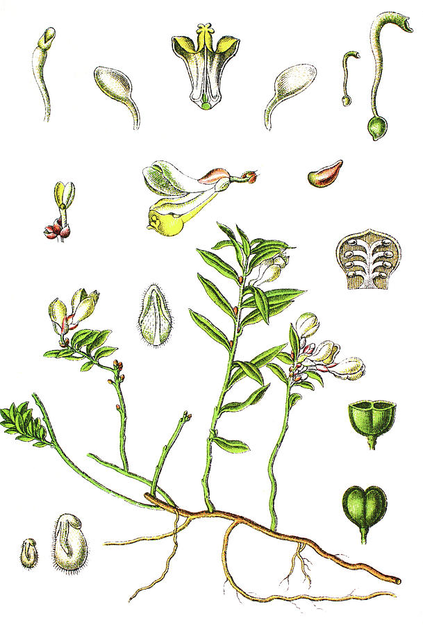 Polygala chamaebuxus, shrubby milkwort Drawing by Bildagentur-online ...