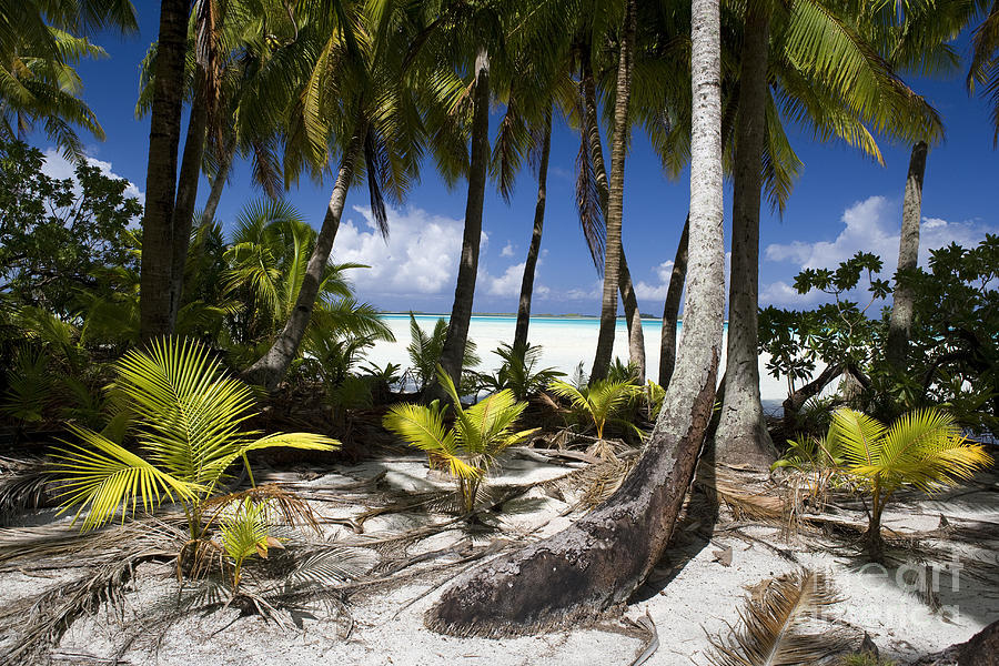 Polynesian Beach With Palms Photograph by Jean-Louis Klein & Marie-Luce Hubert