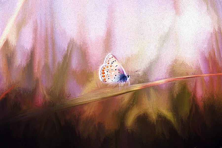 Common Blue Butterfly Photograph by Jaroslav Buna