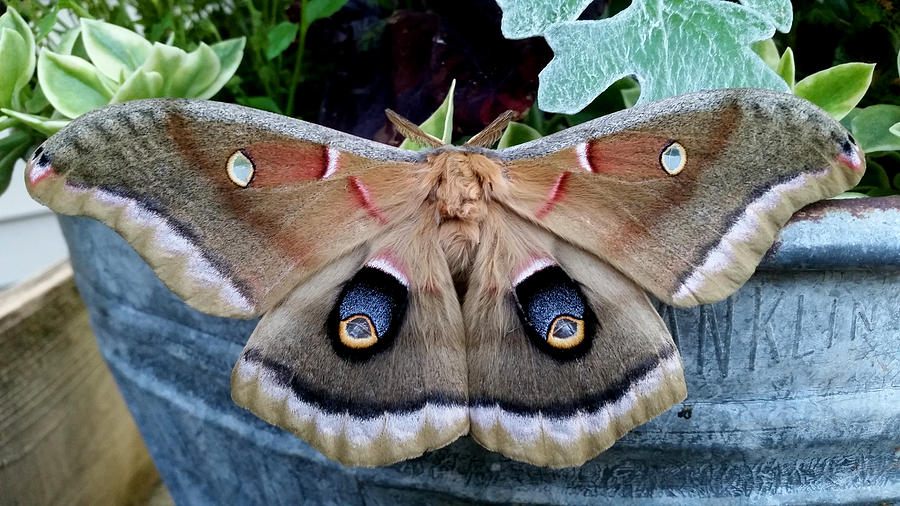 Polyphemus Moth 2 Photograph by Brook Burling