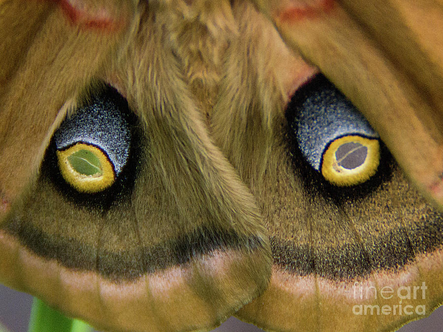 Polyphemus moth Antheraea polyphemus eyespots Photograph by Rick Bures
