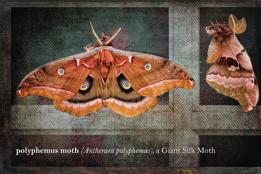 Polyphemus Moth Photograph by Belinda Greb