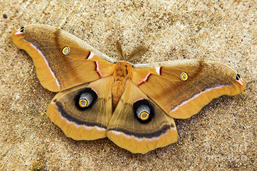 Polyphemus Moth Photograph by George Lehmann