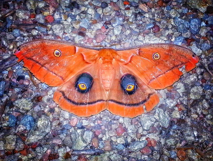 Polyphemus Moth Photograph By Kevin Wheeler - Fine Art America