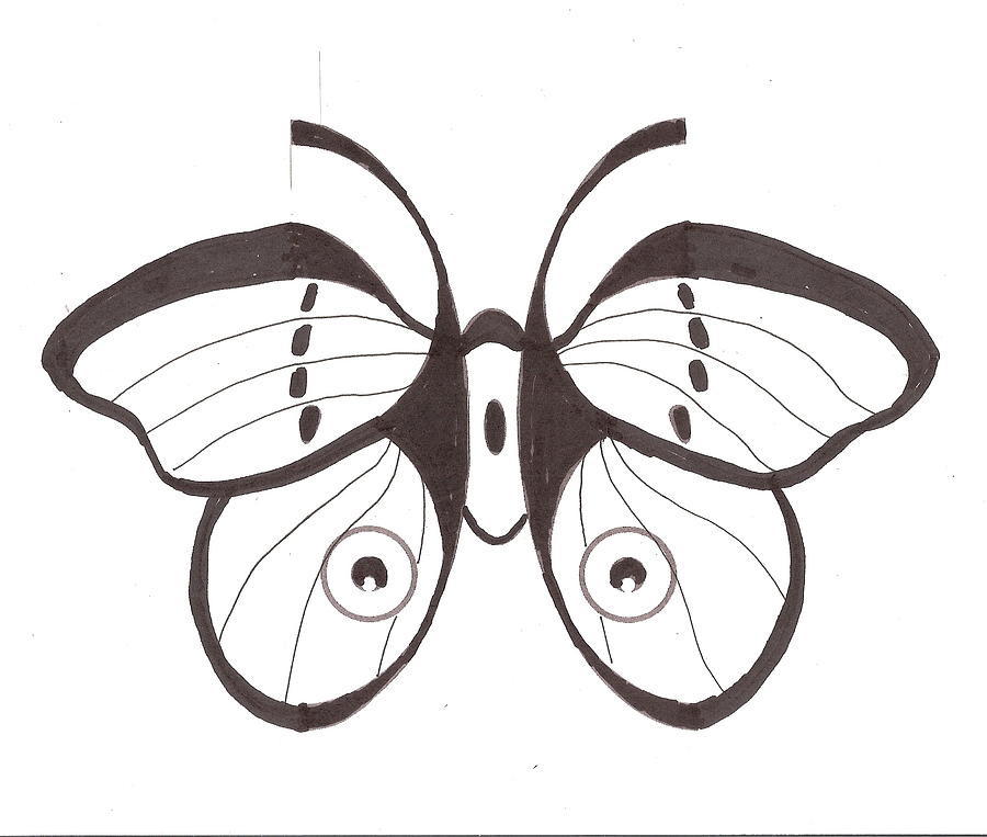 Polyphemus Moth Drawing by Roger Swezey