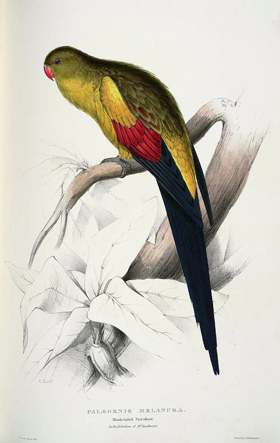 Edward Lear Drawing - Polytelis anthopeplus-Palaeornis melanura Black-tailed Parrakeet by Edward Lear