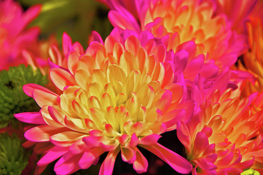pom pom daisy flower pom pom daisy flower