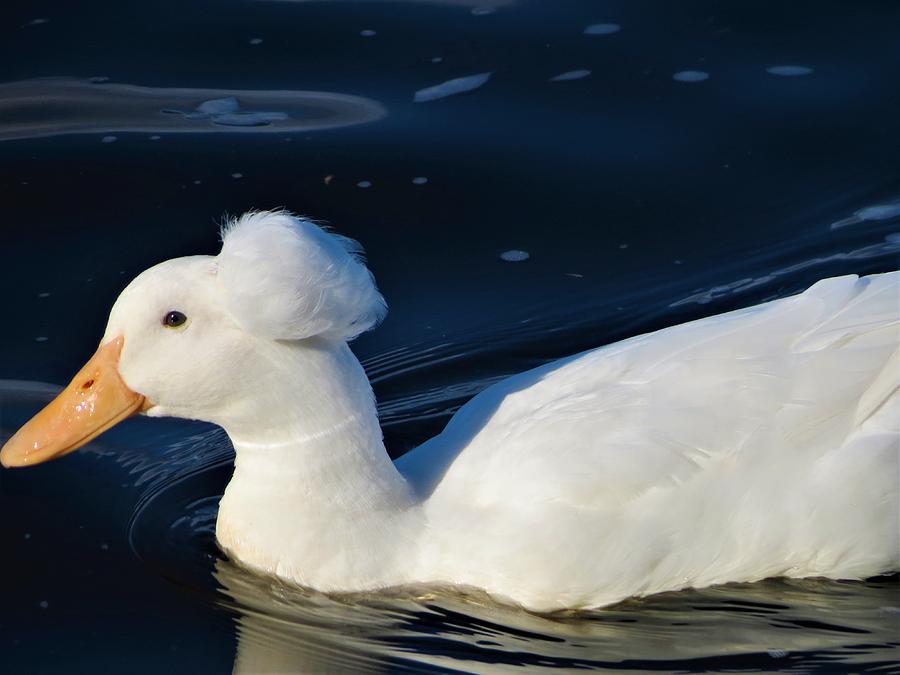 Pom Pom Duck Photograph by Vijay Sharon Govender