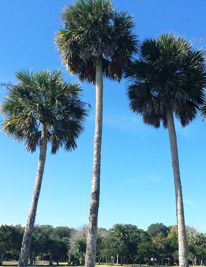 Pom Pom Palms Photograph by Raymel Garcia - Fine Art America