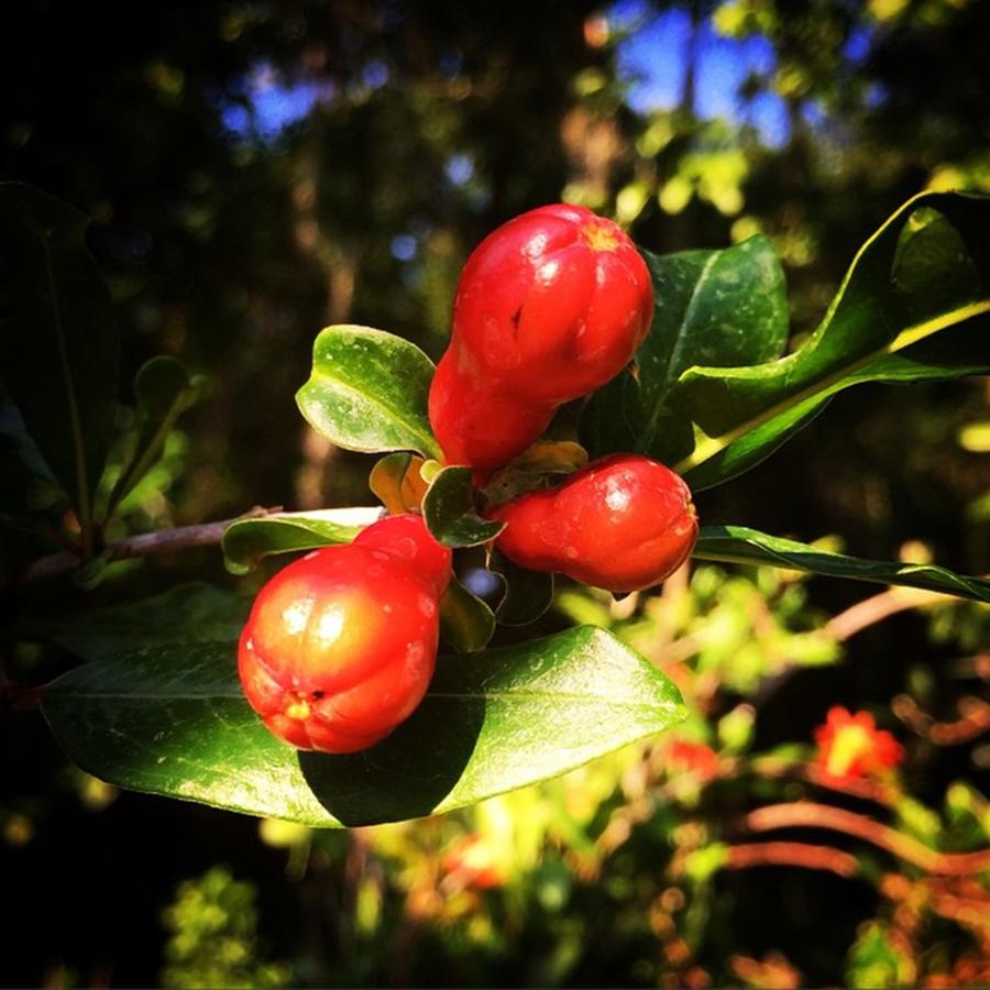 Tampa Photograph - Pomegranate Buds! #pomegranate #flower by Jessica OToole