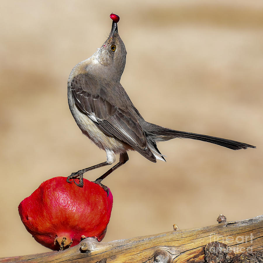 Mockingbird Photograph - Pomegranate Delight by Lisa Manifold