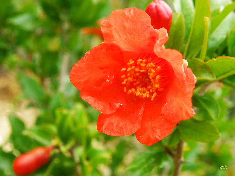 Pomegranate Flowers Photograph by Augusta Stylianou