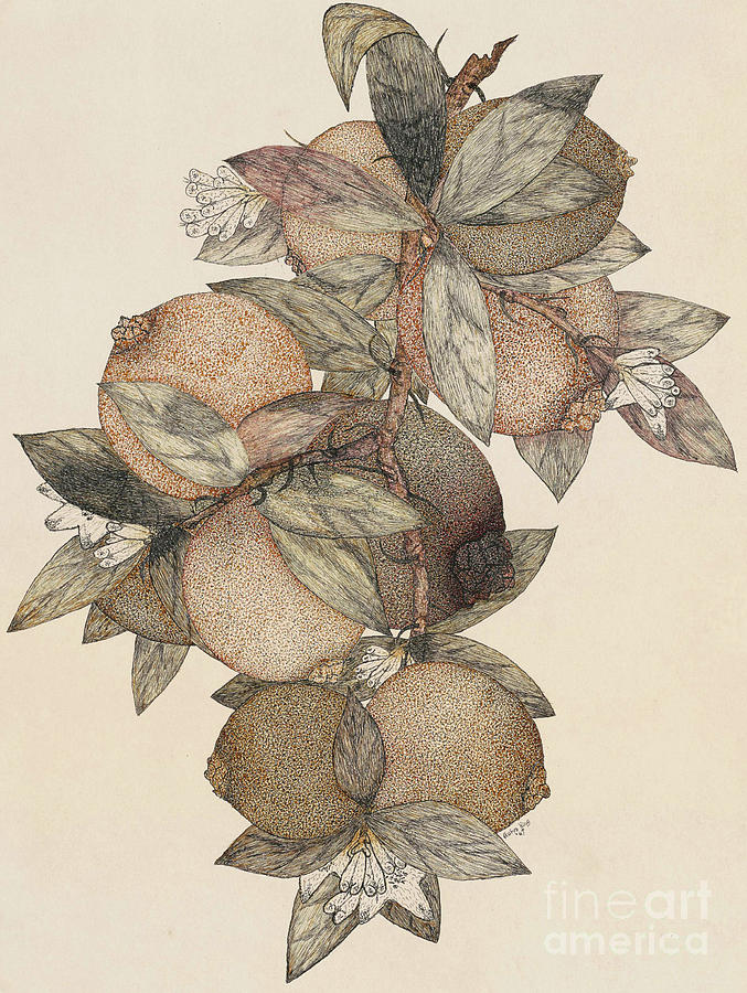 Fruit Drawing - Pomegranate Fruit, 1867 by Rufus King