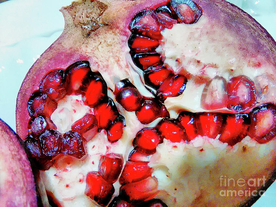 Pomegranate   Photograph by Jolanta Anna Karolska