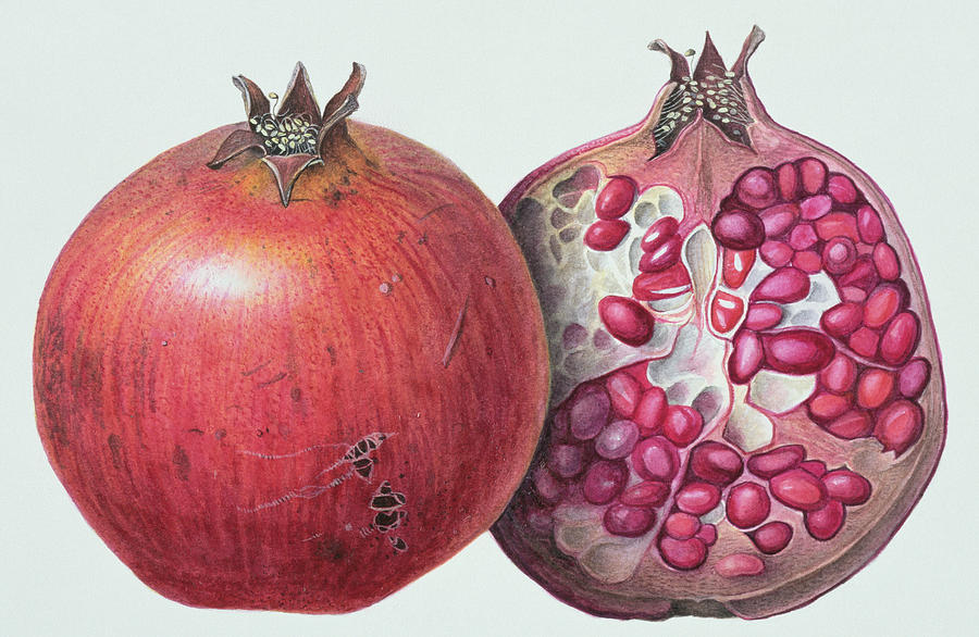 Fruit Painting - Pomegranate by Margaret Ann Eden