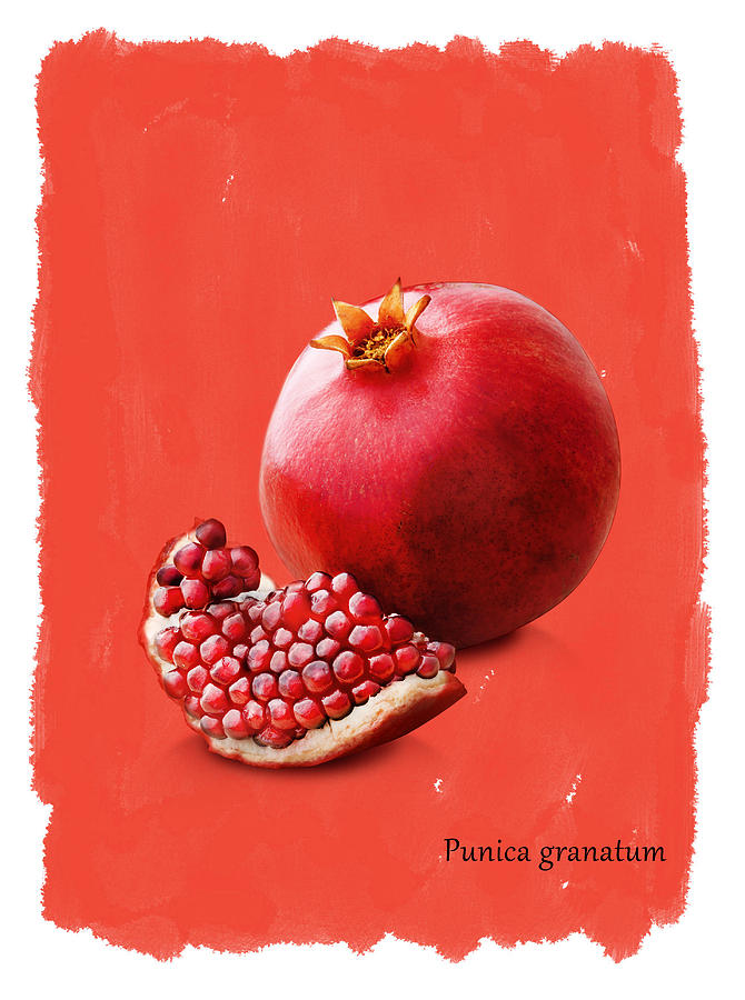 Nature Photograph - Pomegranate by Mark Rogan