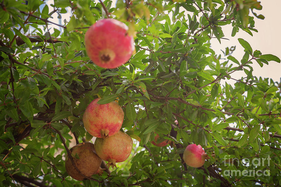 Pomegranate on tree Photograph by Sophie McAulay