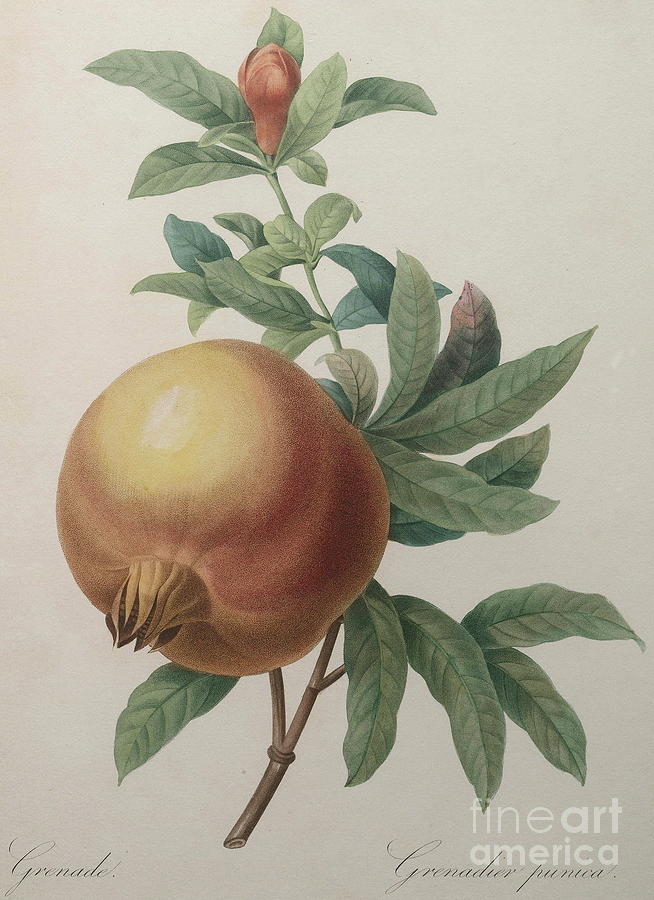 Pierre Joseph Redoute Painting - Pomegranate by Pierre Joseph Redoute