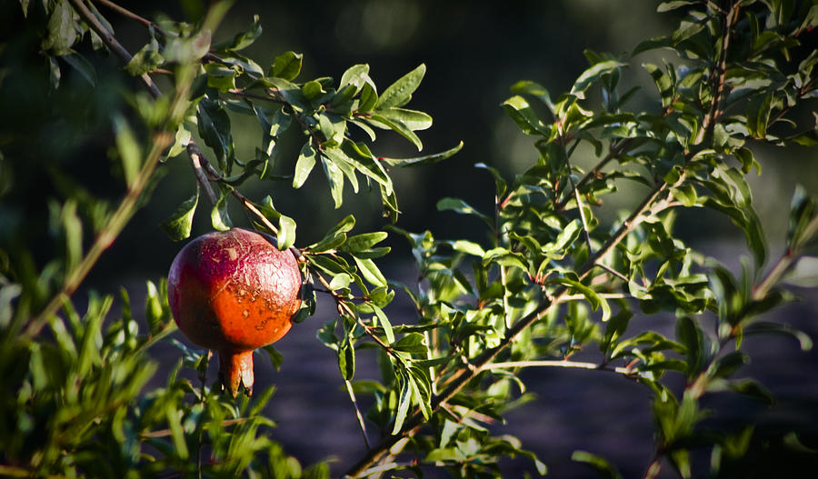 Fruit Photograph - Pomegranate by Teresa Mucha