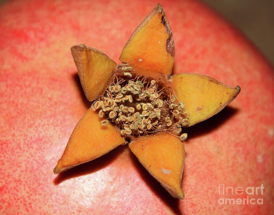 Pomegranate Top Photograph by Elvira Ladocki - Fine Art America