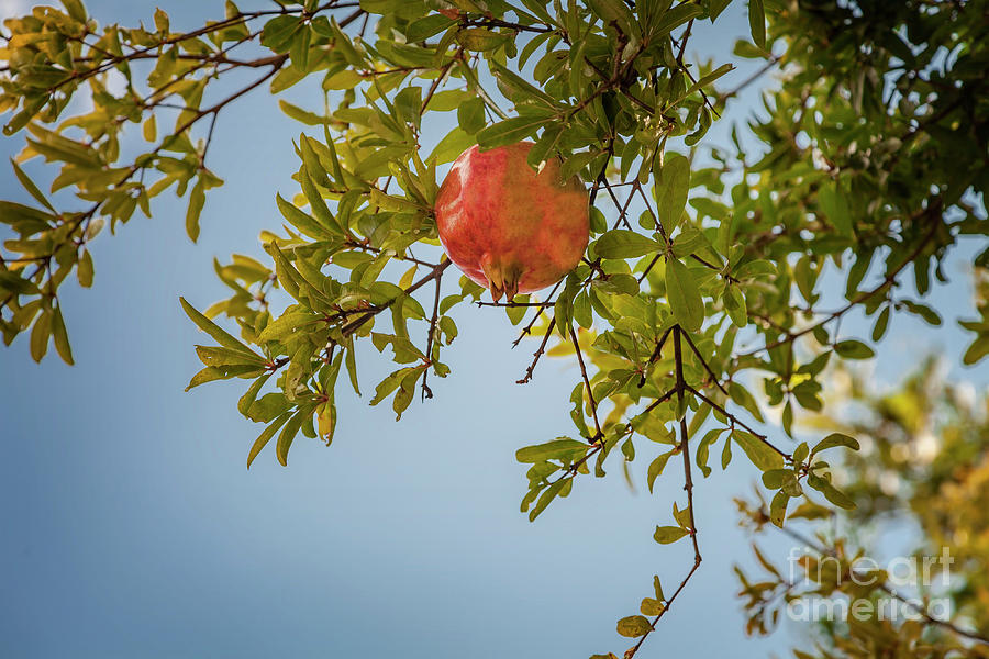 Pomegranate tree on sky background Photograph by Sophie McAulay