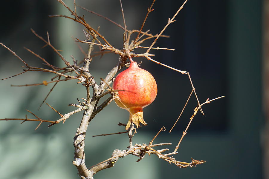 Pomegranate Photograph by Yuri Tomashevi