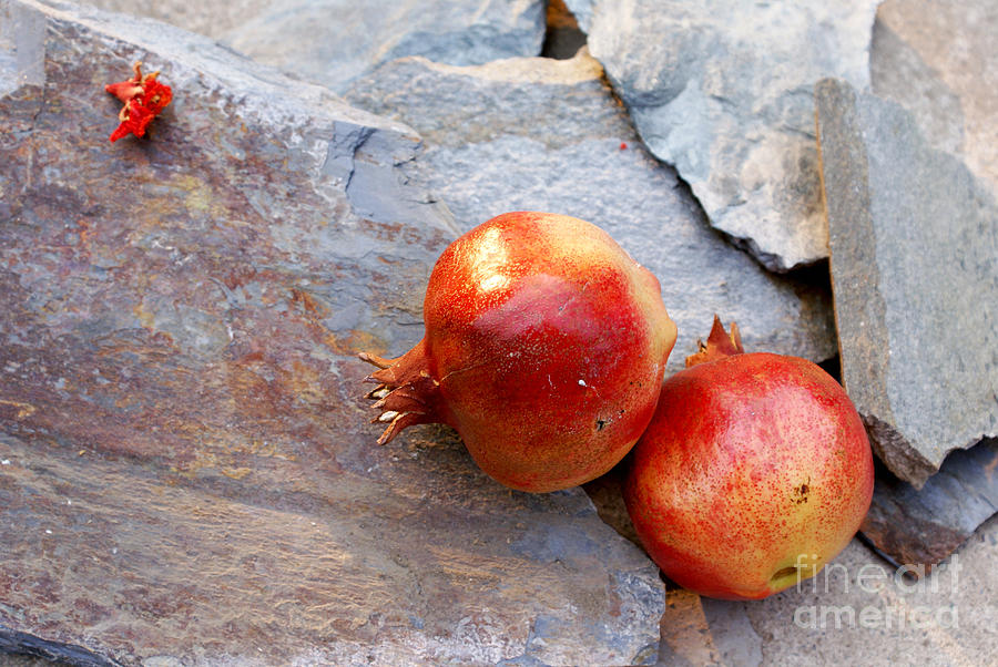 Pomegranates on stone Photograph by Cindy Garber Iverson