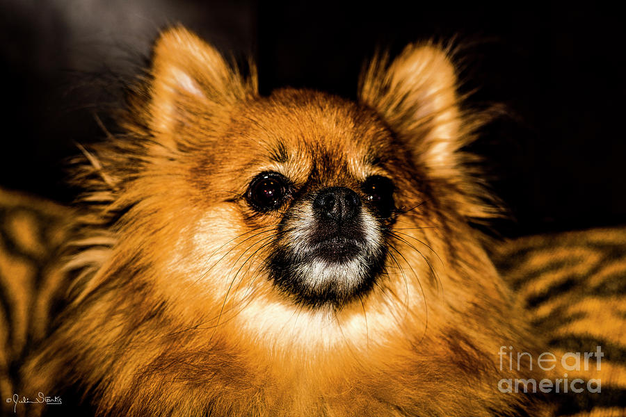 Pomeranian Chihuahua Mix #1 Photograph