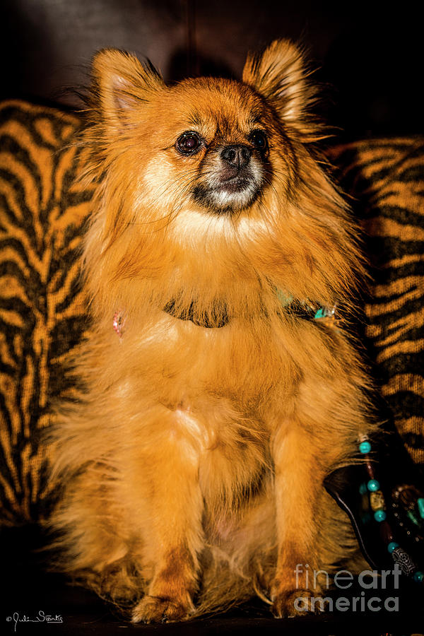 Pomeranian Chihuahua Mix #2 Photograph