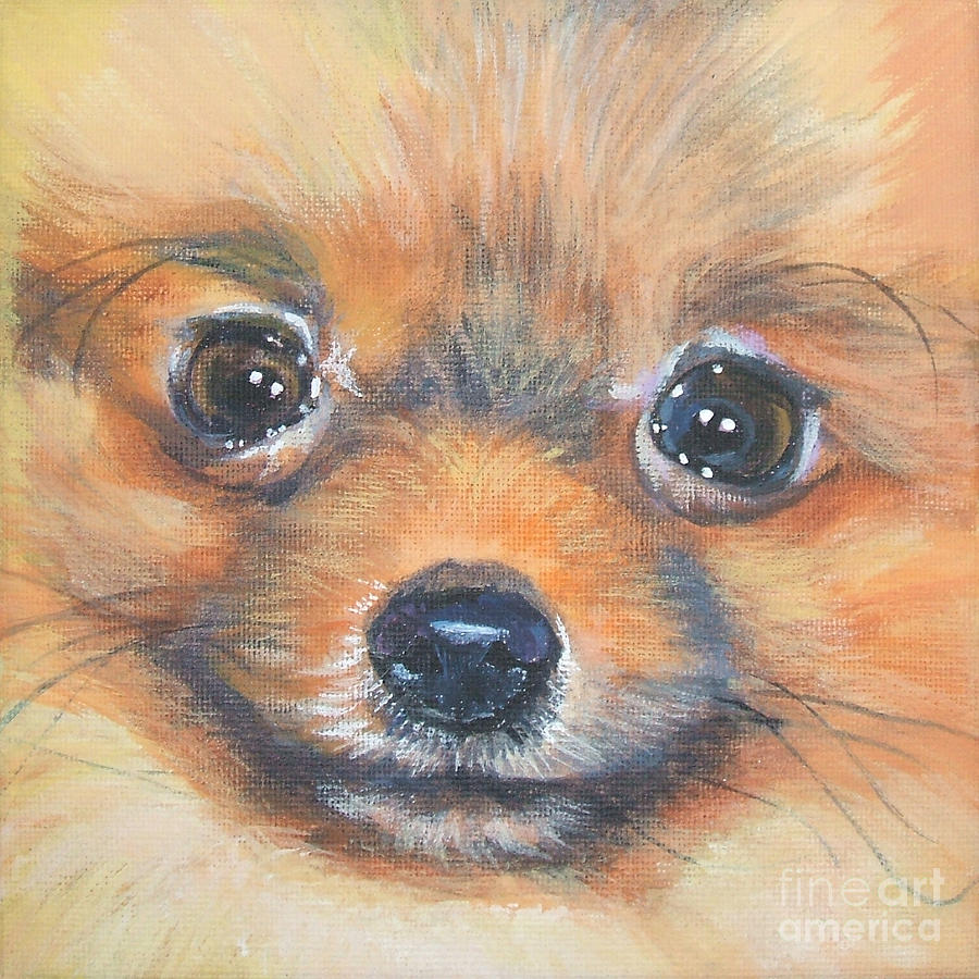 Pomeranian Painting - Pomeranian Close up by Lee Ann Shepard