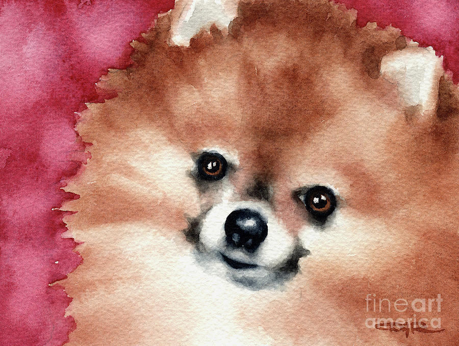 Pomeranian Painting - Pomeranian by David Rogers Pomeranian Painting - Pomeranian by David Rogers