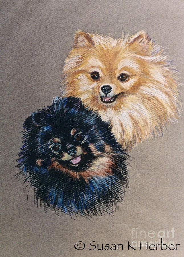 Pomeranian Pair Pastel by Susan Herber