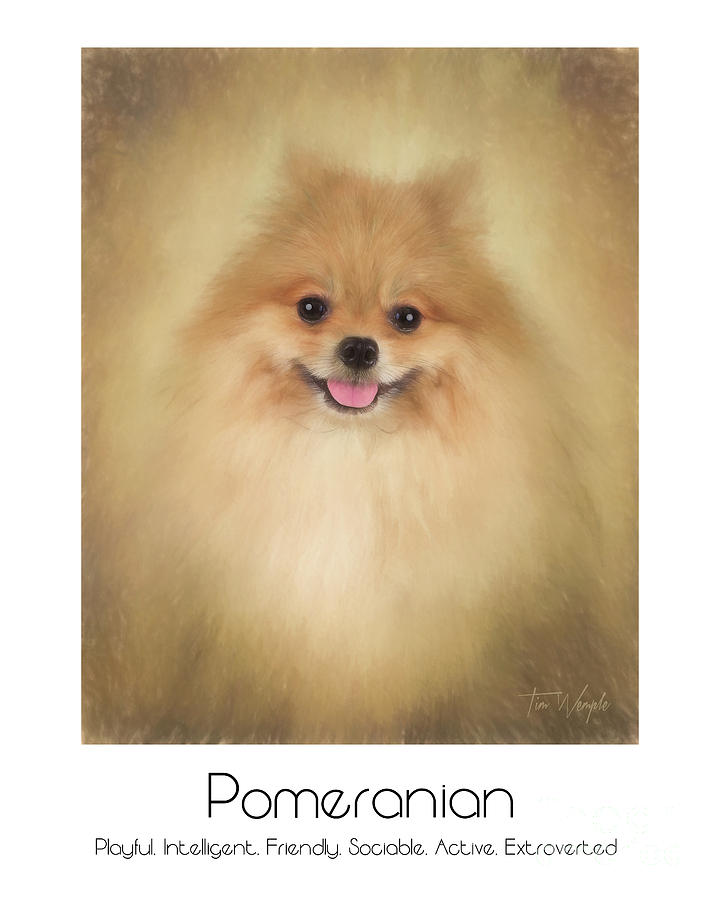 Pomeranian Poster Digital Art by Tim Wemple