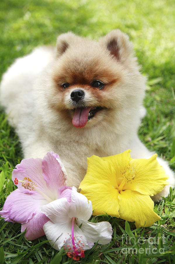 Animal Photograph - Pomeranian Puppy and Hibiscus by Brandon Tabiolo - Printscapes